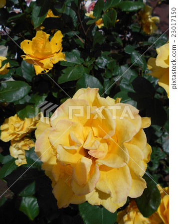 Henry Fonda Henry Fonda 23017150