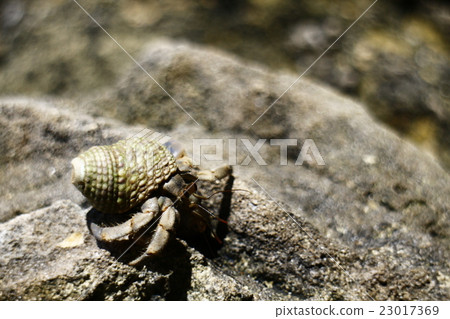 寄居蟹 寄居蟹 23017369