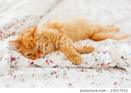 Cute ginger cat lying in bed. Fluffy sleepy pet. Cute ginger cat lying in bed. Fluffy sleepy pet. 23017432