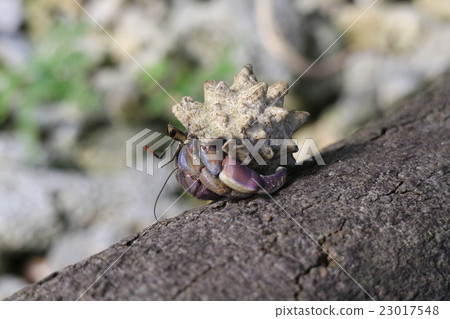 Hermit crab 23017548