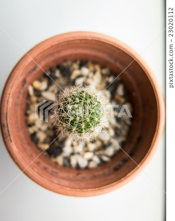 closed up the cactus in a pot 23020112