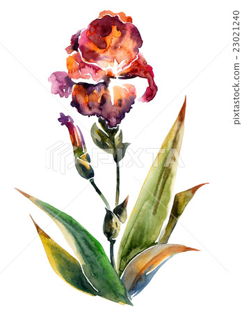 Watercolor painted iris flower Watercolor painted iris flower 23021240