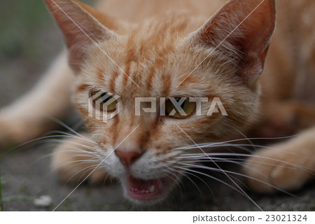 Cats aiming at prey 23021324