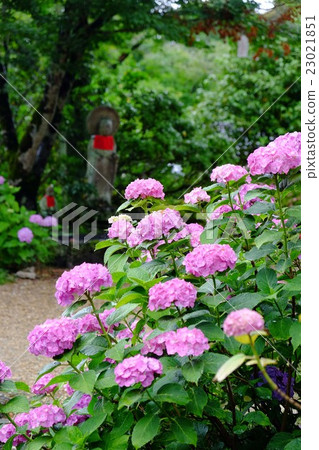 Hydrangea from Yada Temple Hydrangea from Yada Temple 23021851