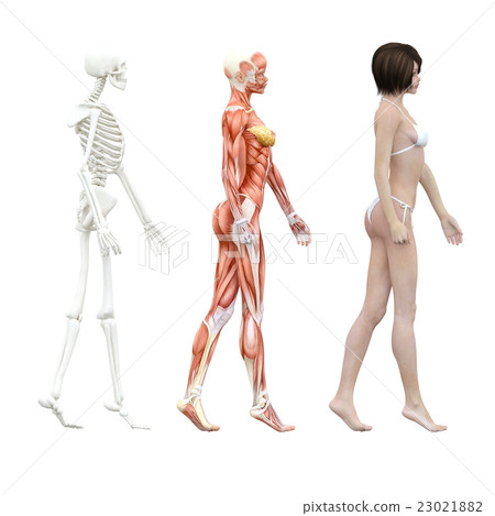 肌肉標本骨骼女性perming3DCG例證材料 23021882