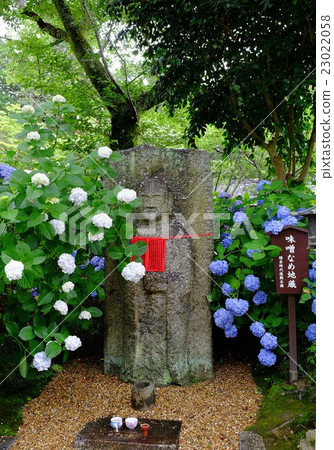 Hydrangea and Jizo Hydrangea and Jizo 23022058