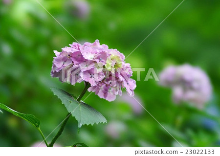 Hydrangea flower 23022133
