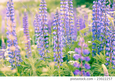 Blooming lupins flowers background Blooming lupins flowers background 23022257