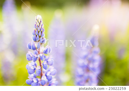 Blooming lupins flowers with copy space Blooming lupins flowers with copy space 23022259