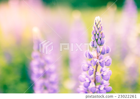 Blooming lupins flowers with copy space Blooming lupins flowers with copy space 23022261