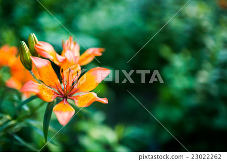 Orange lily martagon on green background Orange lily martagon on green background 23022262