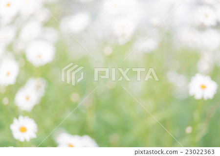Chamomiles floral bokeh background, lens blur Chamomiles floral bokeh background, lens blur 23022363