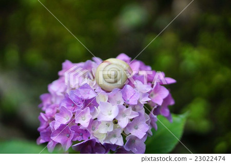 Hydrangea flowers and snails 23022474