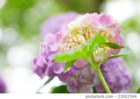 八仙花屬花和蜘蛛 八仙花屬花和蜘蛛 23022564