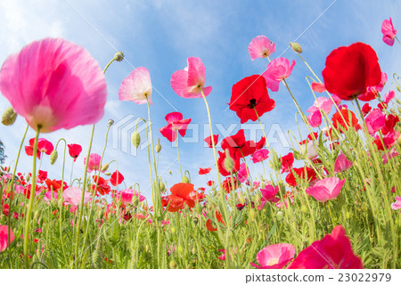 秩父天空的罌粟 23022979
