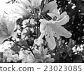 With drops 23023085