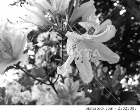 With drops With drops 23023085