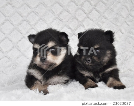 博美犬的小狗兄弟 博美犬的小狗兄弟 23023087