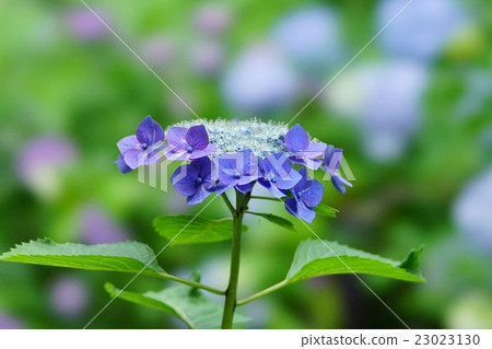 Hydrangea flower 23023130