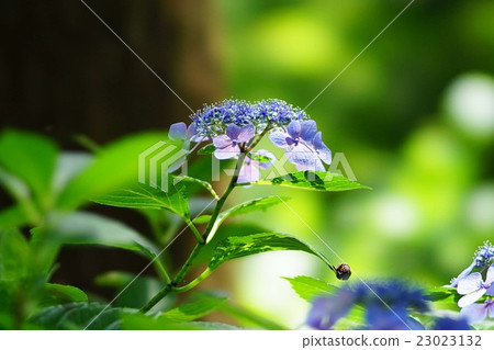 Hydrangea flower 23023132