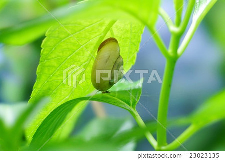 snails  23023135