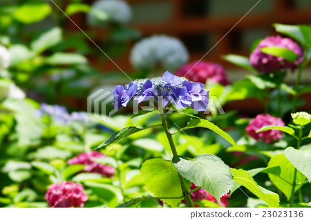 Hydrangea flower 23023136