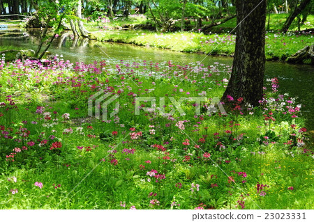 June Lake Chuzenji, Sengagagahama 33 Clinkoo group cloth 23023331