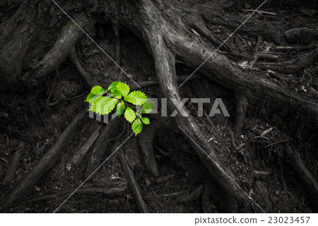 young leafe, sprout, tender green 23023457