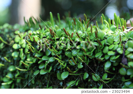 蕨類植物“Mameuta” 蕨類植物“Mameuta” 23023494