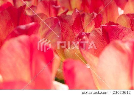 Tulip field in Keukenhof Gardens, Lisse 23023612