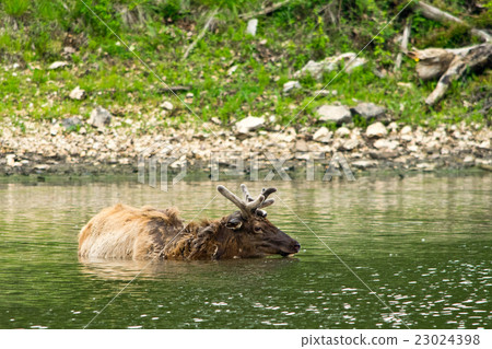An elk swimming in lake in the wilds An elk swimming in lake in the wilds 23024398