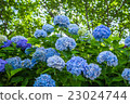 Hydrangea 1 23024744