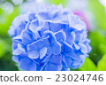 Hydrangea 2 23024746