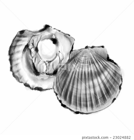 Scallops 1C 23024882