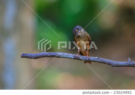 Dark-sided Flycatcher  standing on a branch 23024991