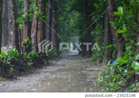 Fukugi lined row of Bise in the rainy season 23025196