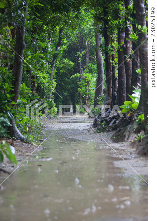 Fukugi在雨季排成一排Bise 23025199