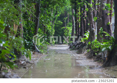 Fukugi lined row of Bise in the rainy season 23025201