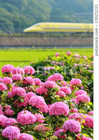 Hydrangea and Dr. Yellow Hydrangea and Dr. Yellow 23025233