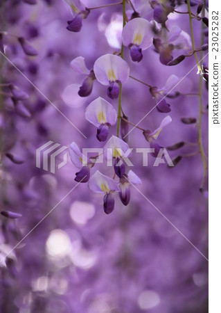 紫藤花 紫藤花 23025282