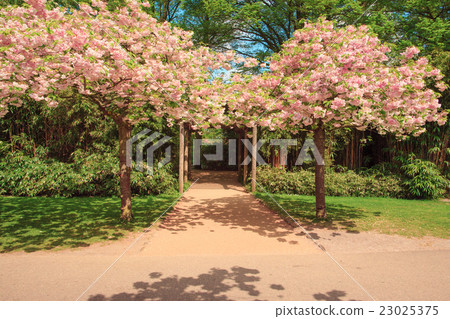 The tree in Keukenhof Gardens, Lisse, Netherlands The tree in Keukenhof Gardens, Lisse, Netherlands 23025375