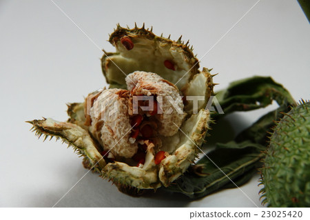 Morning glory 02 23025420