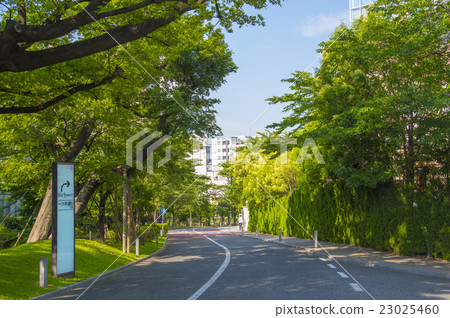 Cherry blossom passing through the west side of Akasaka Sacas (Minato-ku, Tokyo) 23025460