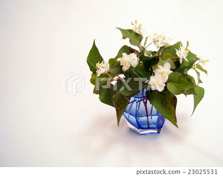 Vase of Yae Dokudami Vase of Yae Dokudami 23025531