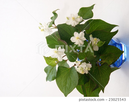 Vase of Yae Dokudami Vase of Yae Dokudami 23025543