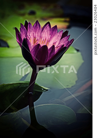 Vintage retro effectstyle image of asian lotus 23026484