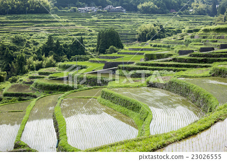 Inner rice terrace 23026555