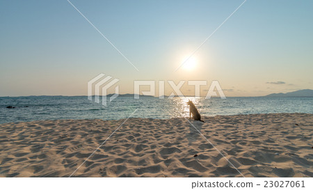 Stray dog on the golden beach of the Koh Kudi Stray dog on the golden beach of the Koh Kudi 23027061