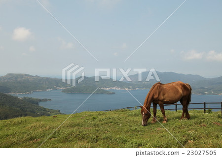 Oki島（Ishimae / Nishinoshima）放牧Oki島 23027505