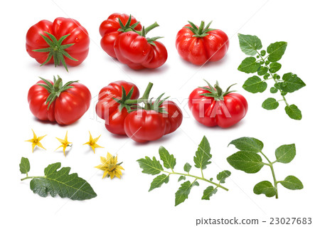 Set of ripe heirloom Tomatoes, Togorific variety 23027683